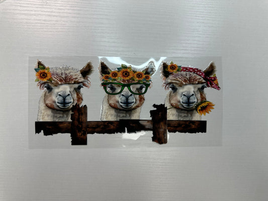 #331 - llamas